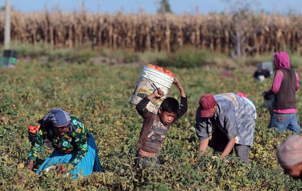 La Rioja: Rescatan a 40 trabajadores golondrinas que eran explotados como  esclavos - Safety Blog®
